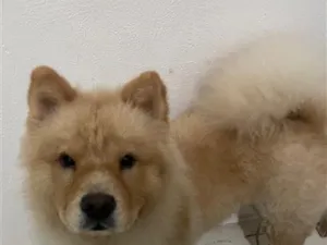 Cachorro raça SRD-ViraLata idade 7 a 11 meses nome Fotocópia 