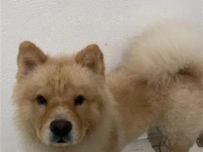 Cachorro raça SRD-ViraLata idade 7 a 11 meses nome Fotocópia 