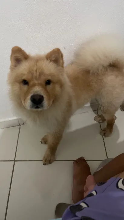 Cachorro raça SRD-ViraLata idade 7 a 11 meses nome Fotocópia 