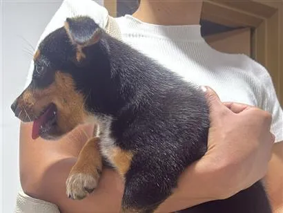 Cachorro raça SRD-ViraLata idade Abaixo de 2 meses nome Hanna