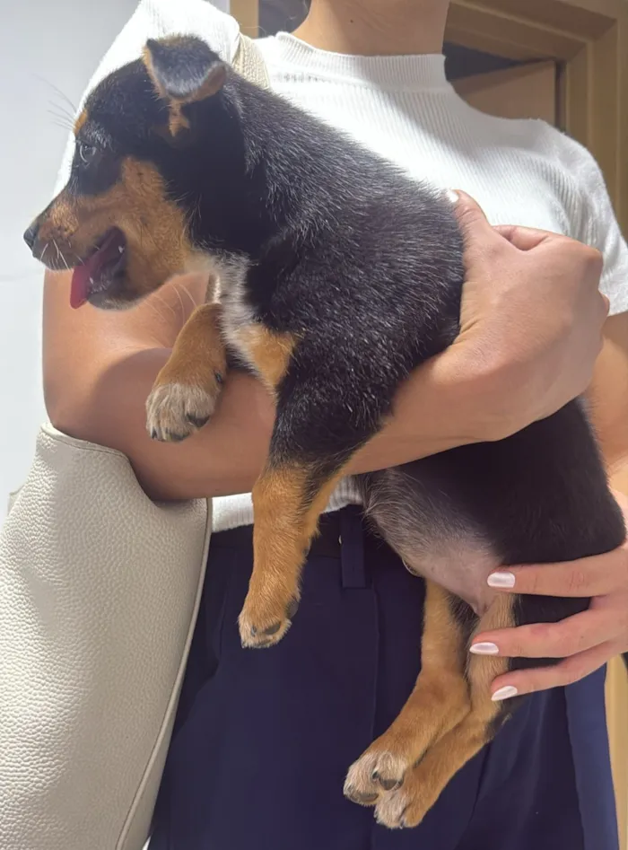 Cachorro raça SRD-ViraLata idade Abaixo de 2 meses nome Hanna