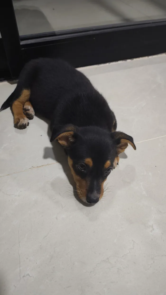 Cachorro raça SRD-ViraLata idade Abaixo de 2 meses nome Hanna