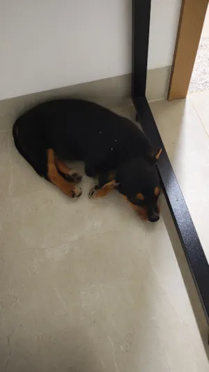 Cachorro raça SRD-ViraLata idade Abaixo de 2 meses nome Hanna