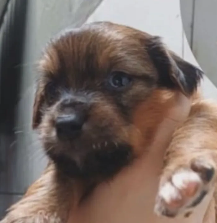 Cachorro raça SRD-ViraLata idade 2 a 6 meses nome Luke 