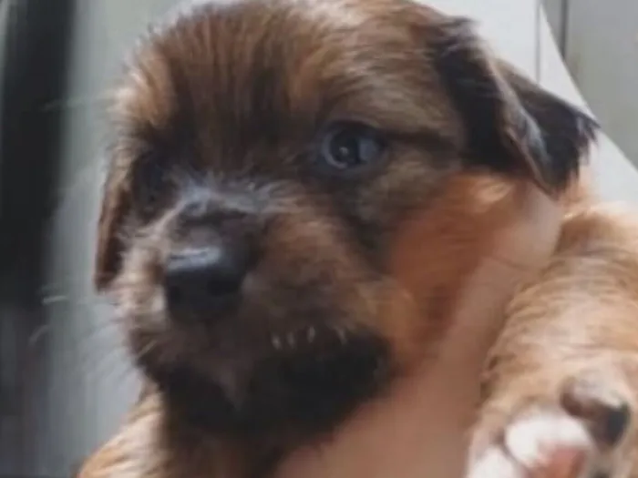 Cachorro raça SRD-ViraLata idade 2 a 6 meses nome Luke 