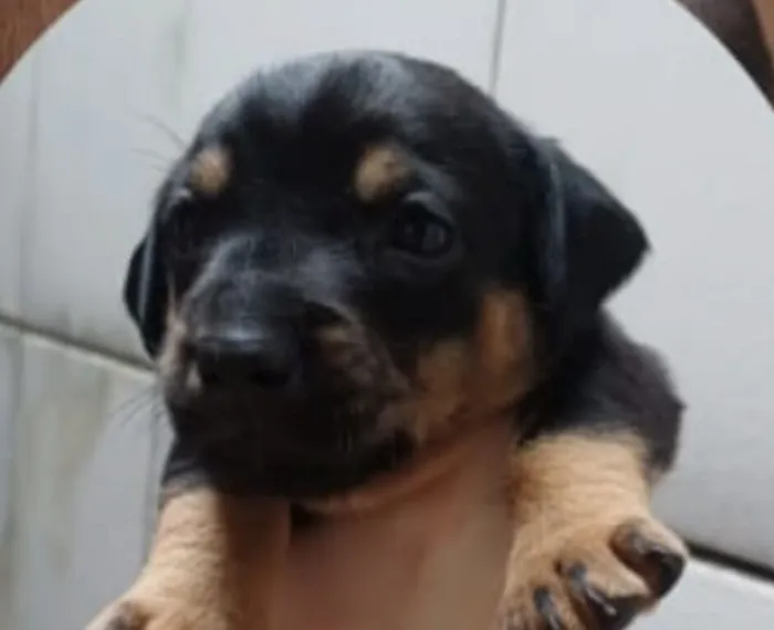 Cachorro raça SRD-ViraLata idade 2 a 6 meses nome Bob 