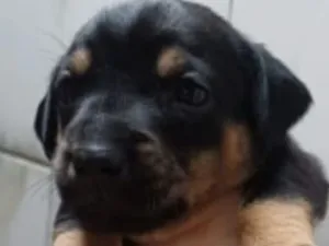 Cachorro raça SRD-ViraLata idade 2 a 6 meses nome Bob 