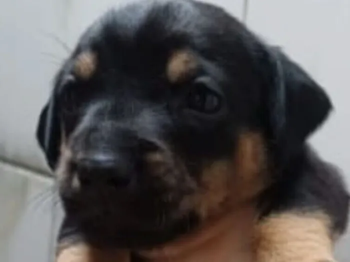 Cachorro raça SRD-ViraLata idade 2 a 6 meses nome Bob 