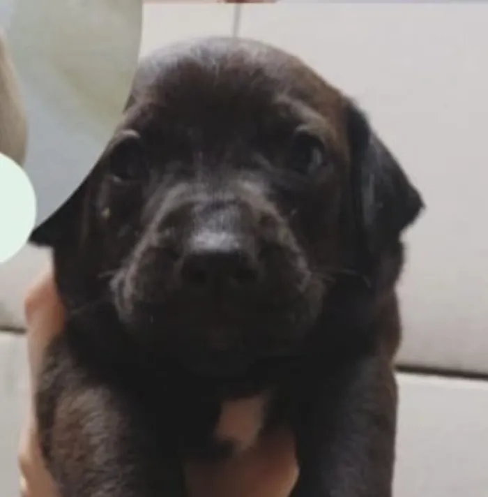 Cachorro raça SRD-ViraLata idade 2 a 6 meses nome Dudu 