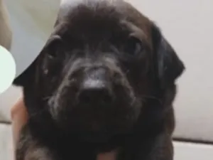 Cachorro raça SRD-ViraLata idade 2 a 6 meses nome Dudu 