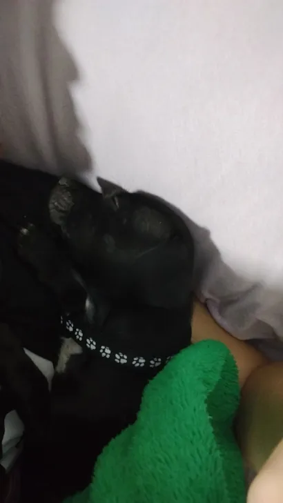 Cachorro raça SRD-ViraLata idade 2 a 6 meses nome Gamora 