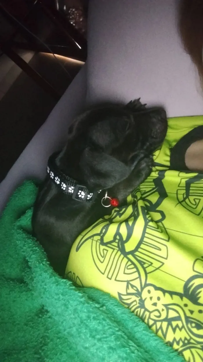 Cachorro raça SRD-ViraLata idade 2 a 6 meses nome Gamora 