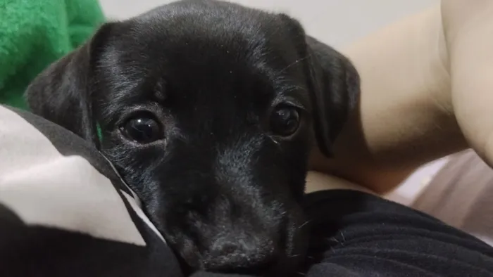 Cachorro raça SRD-ViraLata idade 2 a 6 meses nome Gamora 