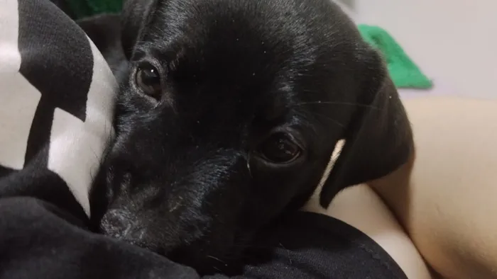 Cachorro raça SRD-ViraLata idade 2 a 6 meses nome Gamora 
