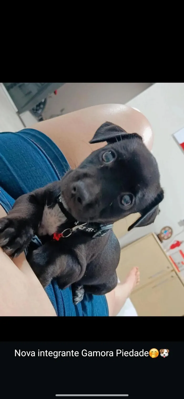 Cachorro raça SRD-ViraLata idade 2 a 6 meses nome Gamora 