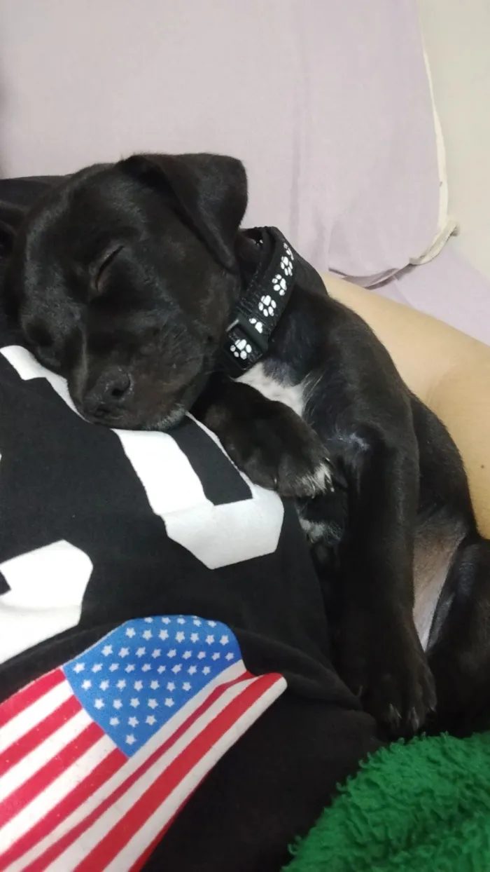 Cachorro raça SRD-ViraLata idade 2 a 6 meses nome Gamora 