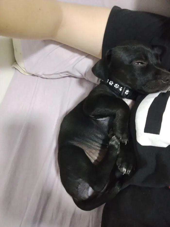 Cachorro raça SRD-ViraLata idade 2 a 6 meses nome Gamora 