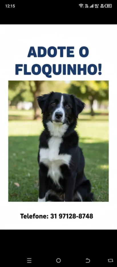 Cachorro raça SRD-ViraLata idade 7 a 11 meses nome Floquinho