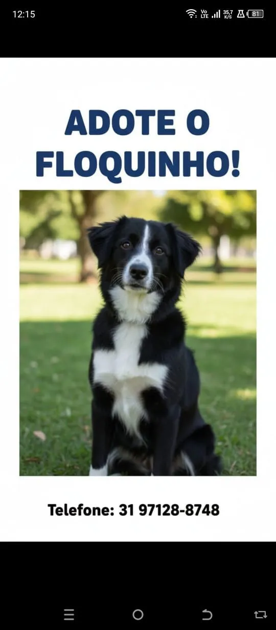 Cachorro raça SRD-ViraLata idade 7 a 11 meses nome Floquinho