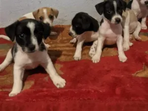 Cachorro raça SRD-ViraLata idade Abaixo de 2 meses nome eles não tem nome 