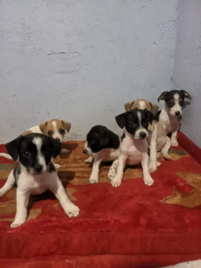 Cachorro raça SRD-ViraLata idade Abaixo de 2 meses nome eles não tem nome 