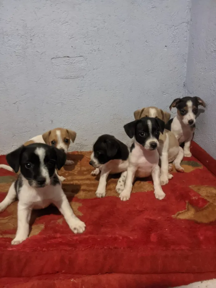 Cachorro raça SRD-ViraLata idade Abaixo de 2 meses nome eles não tem nome 
