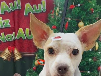 Cachorro raça SRD-ViraLata idade 1 ano nome Zeus