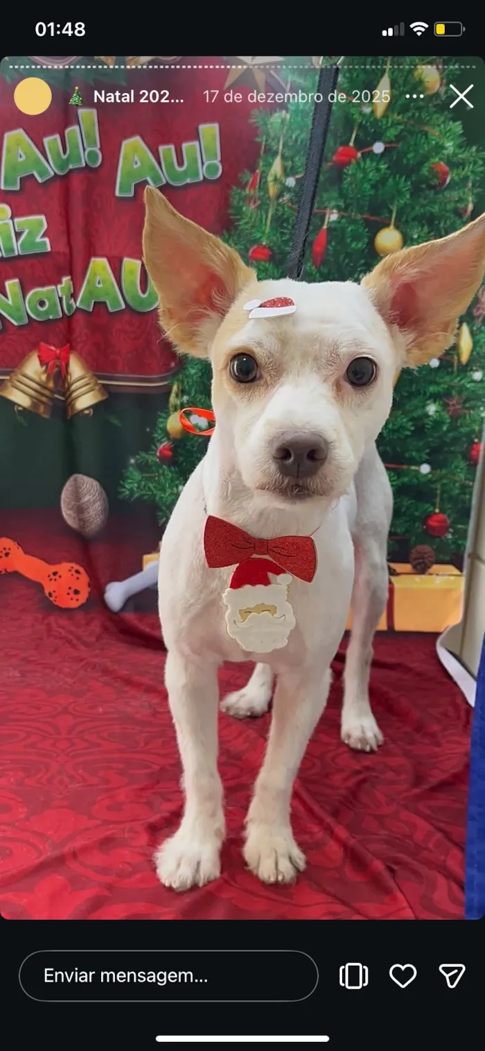 Cachorro raça SRD-ViraLata idade 1 ano nome Zeus