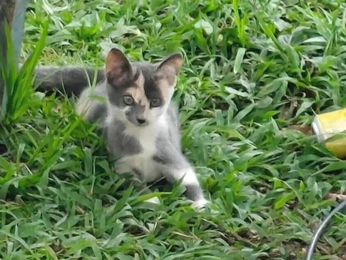 Gato raça SRD-ViraLata idade 2 a 6 meses nome Estrelinha 