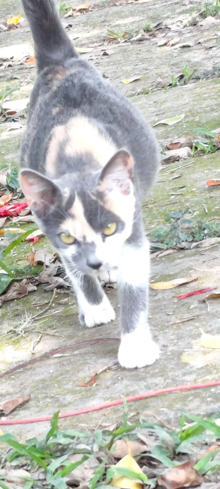 Gato raça SRD-ViraLata idade 2 a 6 meses nome Estrelinha 