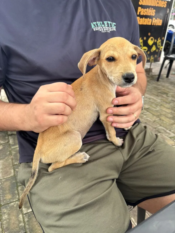 Cachorro raça SRD-ViraLata idade 2 a 6 meses nome Gohan 