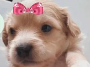 Cachorro raça SRD-ViraLata idade 2 a 6 meses nome Sofia 