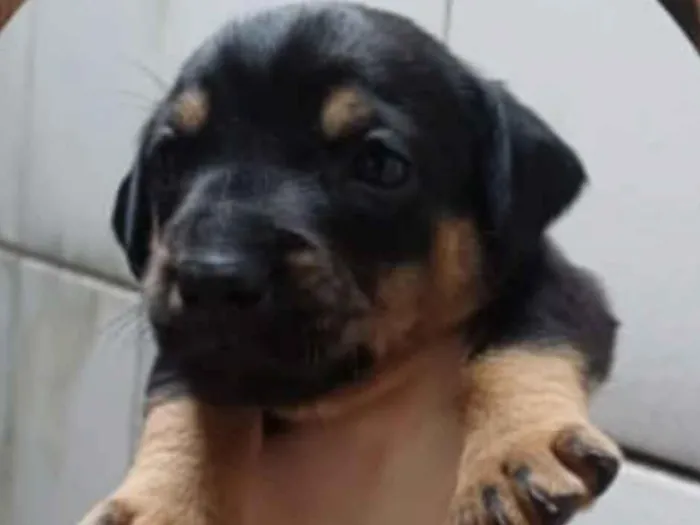 Cachorro raça SRD-ViraLata idade 2 a 6 meses nome Bob 