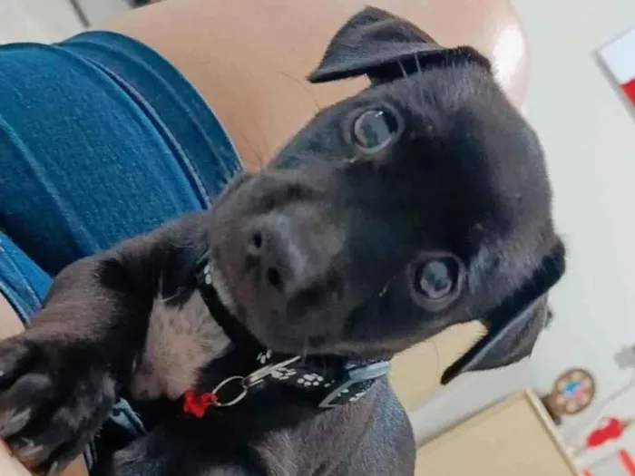 Cachorro raça SRD-ViraLata idade 2 a 6 meses nome Gamora 