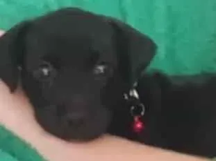 Cachorro raça SRD-ViraLata idade 2 a 6 meses nome Gamora 