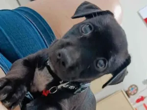 Cachorro raça SRD-ViraLata idade 2 a 6 meses nome Gamora 