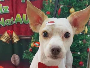 Cachorro raça SRD-ViraLata idade 1 ano nome Zeus