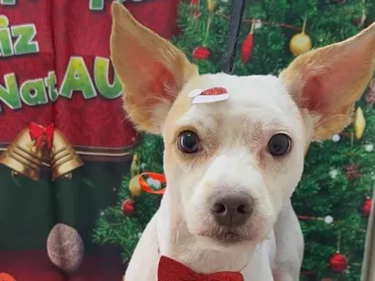 Cachorro raça SRD-ViraLata idade 1 ano nome Zeus