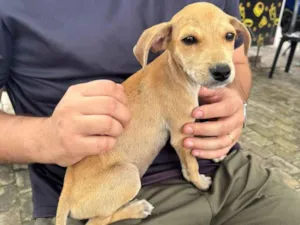 Cachorro raça SRD-ViraLata idade 2 a 6 meses nome Gohan 