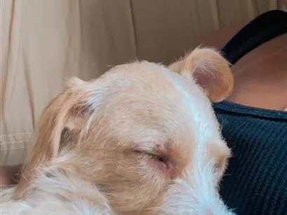 Cachorro raça SRD-ViraLata idade 2 anos nome Pipoca