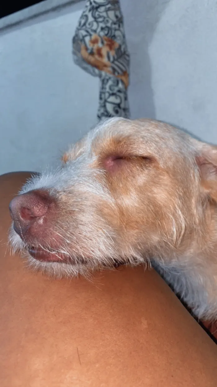 Cachorro raça SRD-ViraLata idade 2 anos nome Pipoca