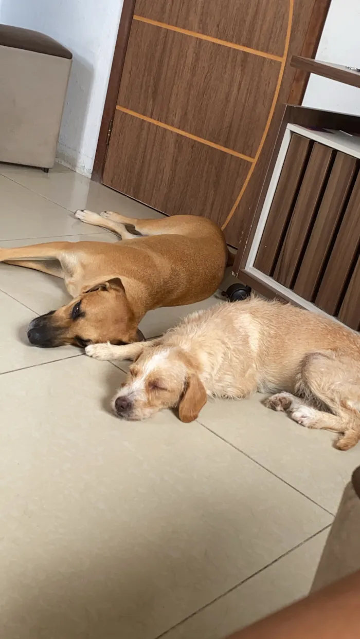 Cachorro raça SRD-ViraLata idade 2 anos nome Pipoca