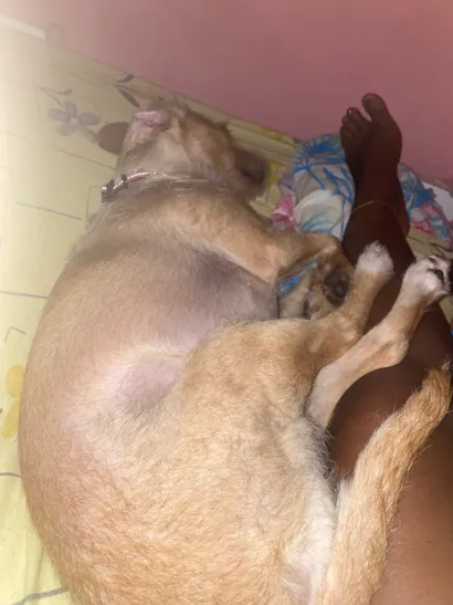 Cachorro raça SRD-ViraLata idade 2 anos nome Pipoca