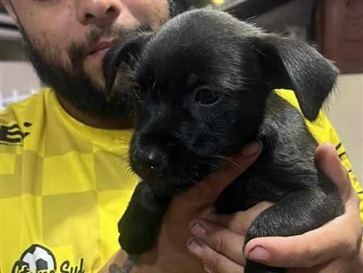 Cachorro raça SRD-ViraLata idade 2 a 6 meses nome Pipoca 