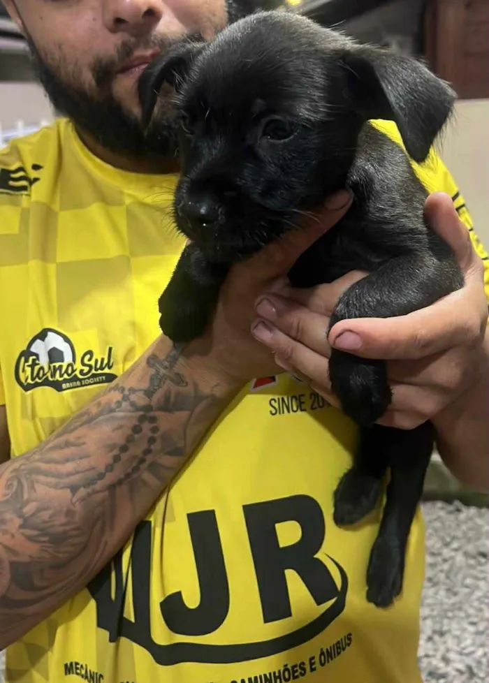 Cachorro raça SRD-ViraLata idade 2 a 6 meses nome Pipoca 