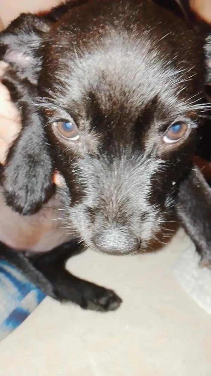 Cachorro raça SRD-ViraLata idade 2 a 6 meses nome Pipoca 