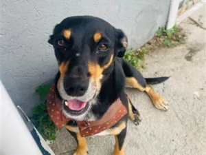 Cachorro raça SRD-ViraLata idade 2 anos nome Flor 