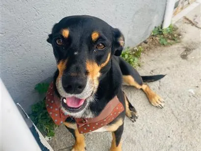 Cachorro raça SRD-ViraLata idade 2 anos nome Flor 