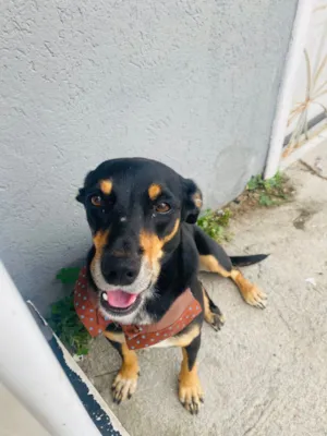 Cachorro raça SRD-ViraLata idade 2 anos nome Flor 