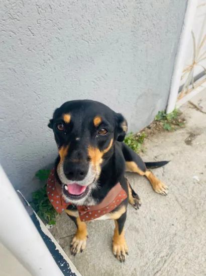 Cachorro raça SRD-ViraLata idade 2 anos nome Flor 